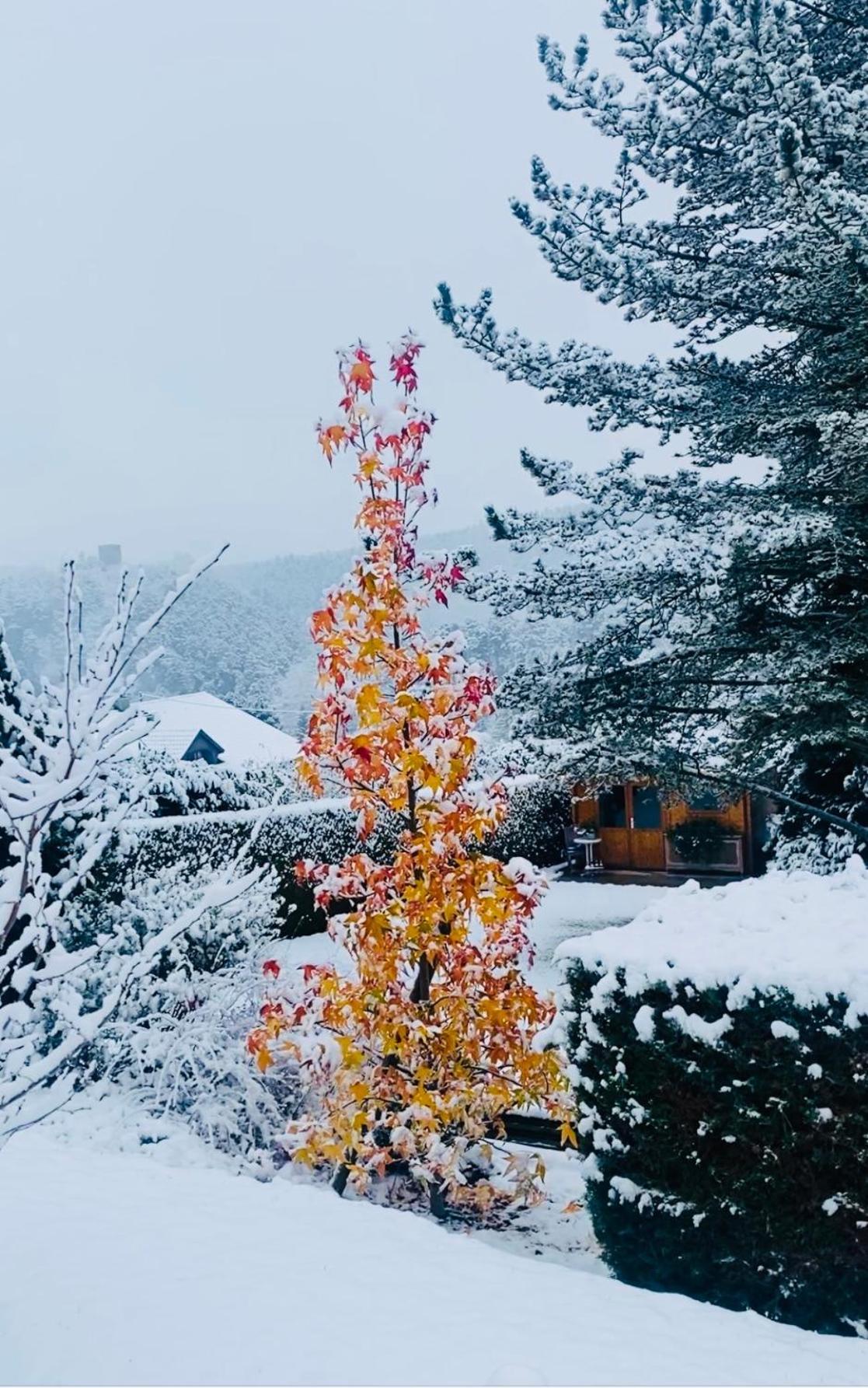 Homestay L'hippocampe Wangenbourg-Engenthal